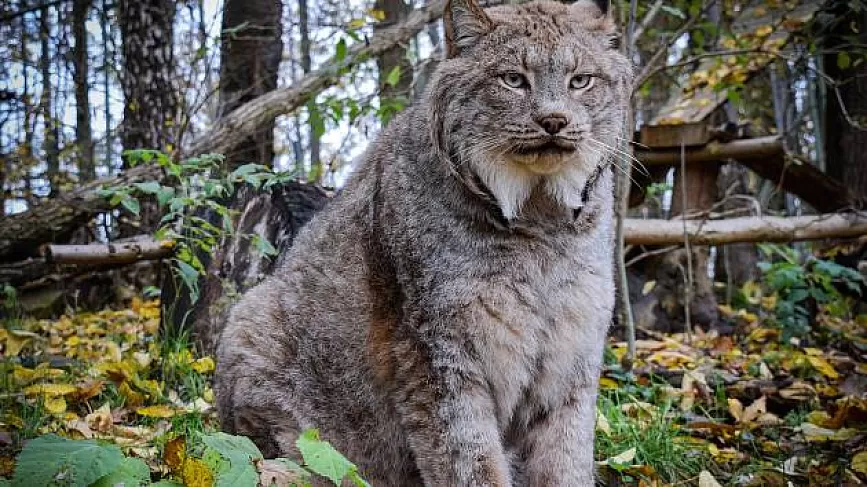 Zoo na Hrádečku