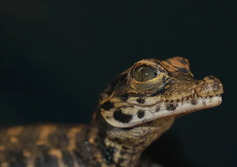 Zoo na Hrádečku