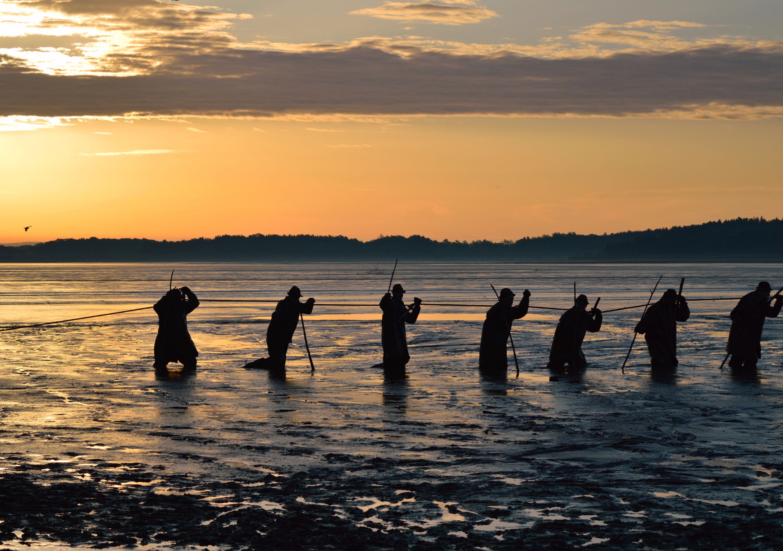 Traditional Fish Pond Harvests