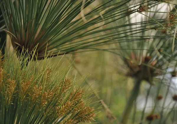 Botanická zahrada